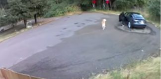 Cane abbandonato