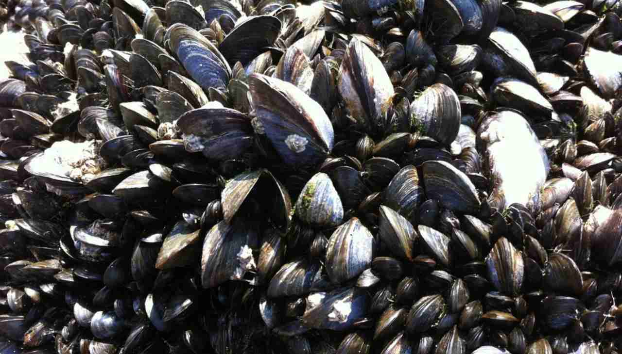 Biotossine Cozze