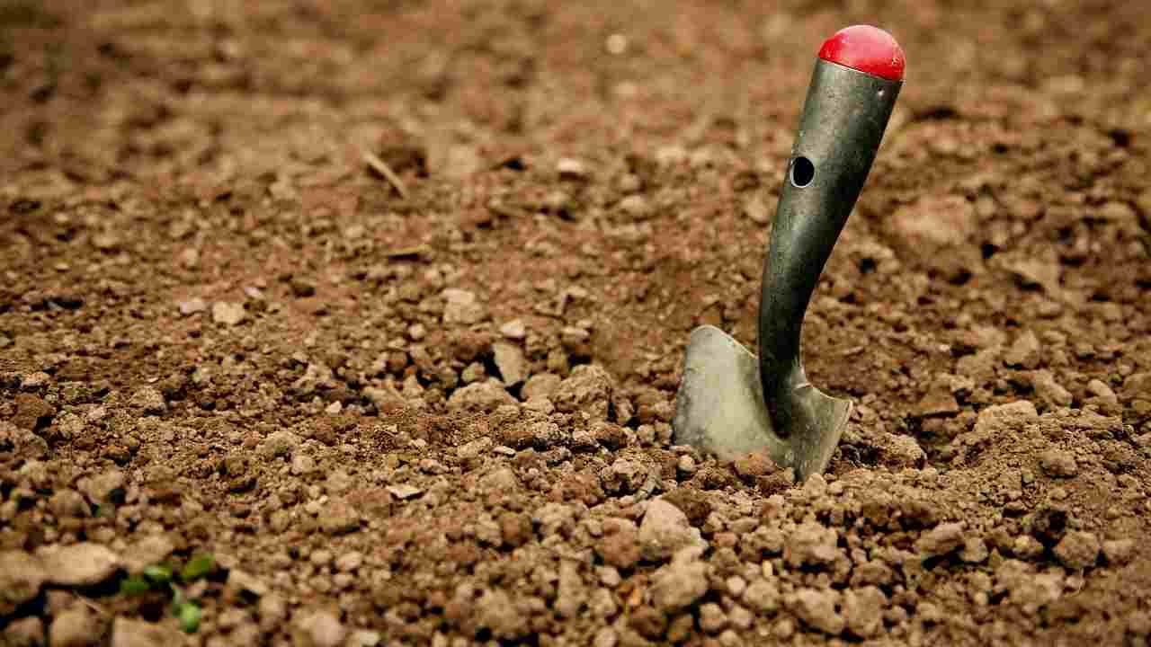 bambino trova un fossile scavando nel suo giardino