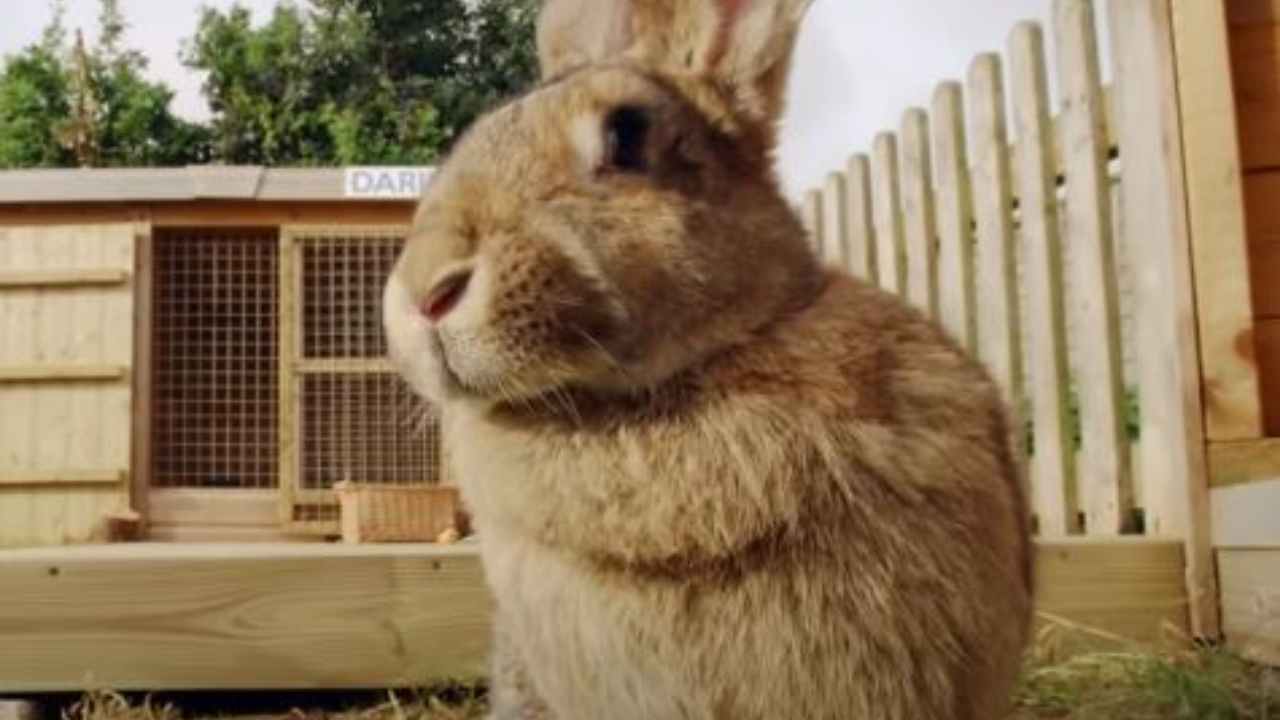 il coniglio più grande del mondo, darius, è stato rapito