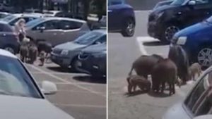 roma, cinghiali rubano spesa