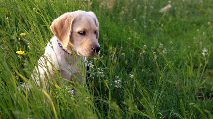 Cucciolo di labrador in un prato