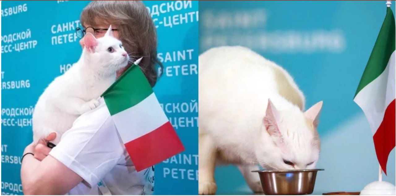 Screenshot Gatto Achille