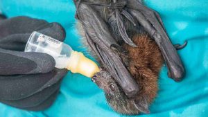 pipistrelli vivi nel laboratorio di wuhan