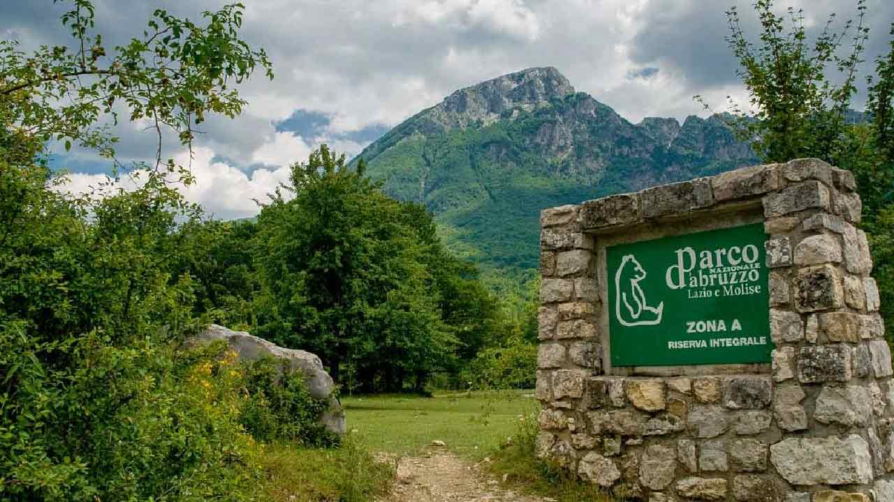 Parco Abruzzo, un orso viene investito ed ucciso durante la notte (Foto dal web)