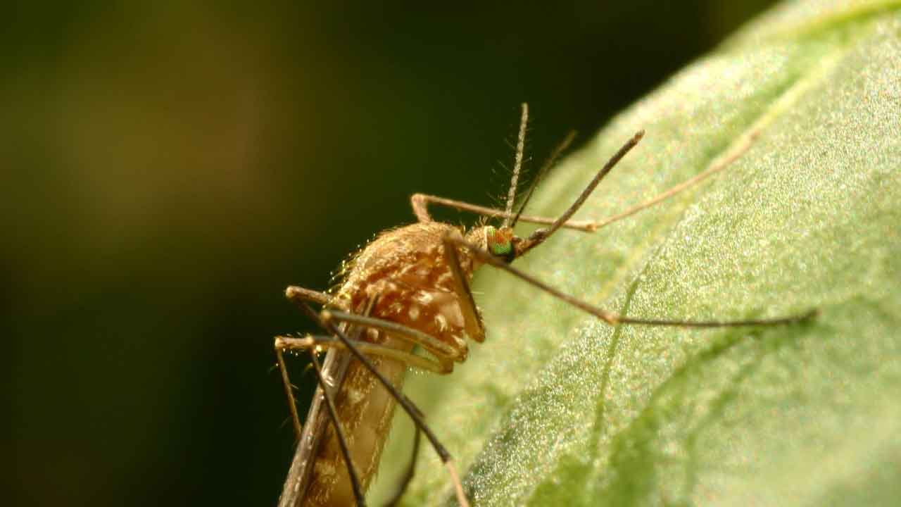 Zanzara Coreana, il Nord Italia è stato invaso dall'insetto, potrebbe procurare un virus patogeno (Getty Images)