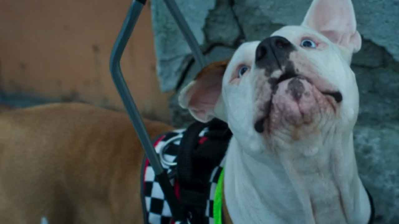 Blanca, chi Linneo il cane della protagonista nella fiction in onda su Rai1 (Screenshot)