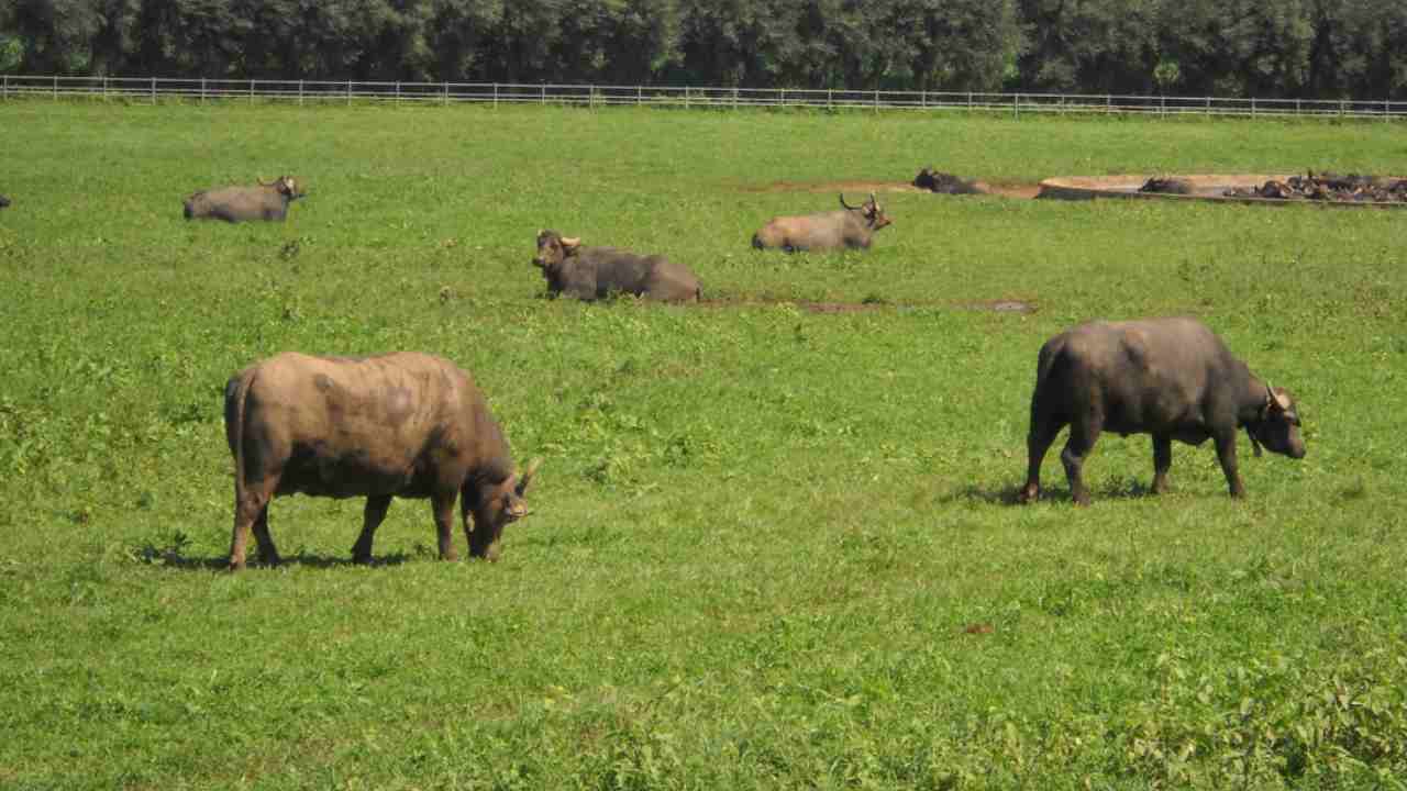 Lo scandalo delle mozzarelle di bufala in Campania