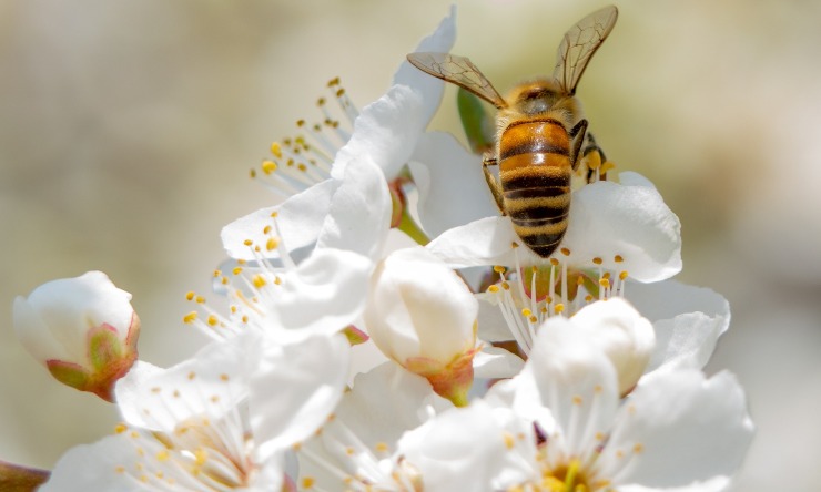 allergia stagionale, pollini