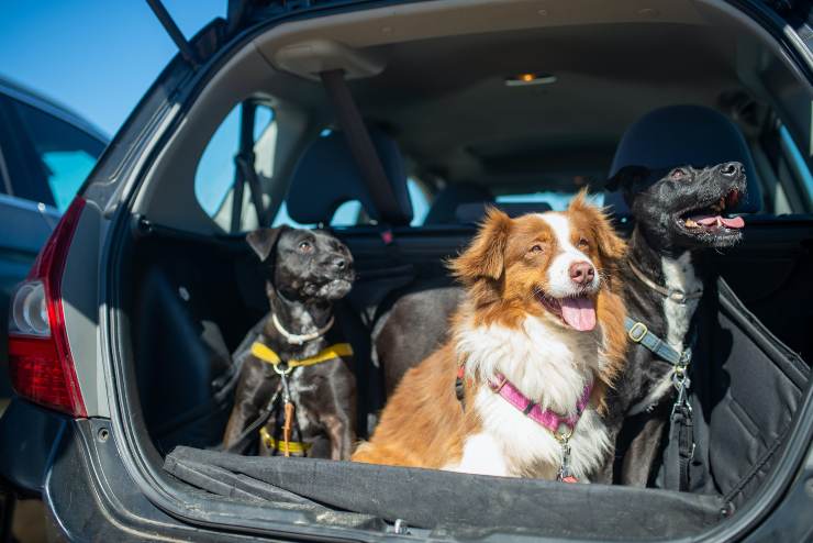 Trasportare gli animali in auto