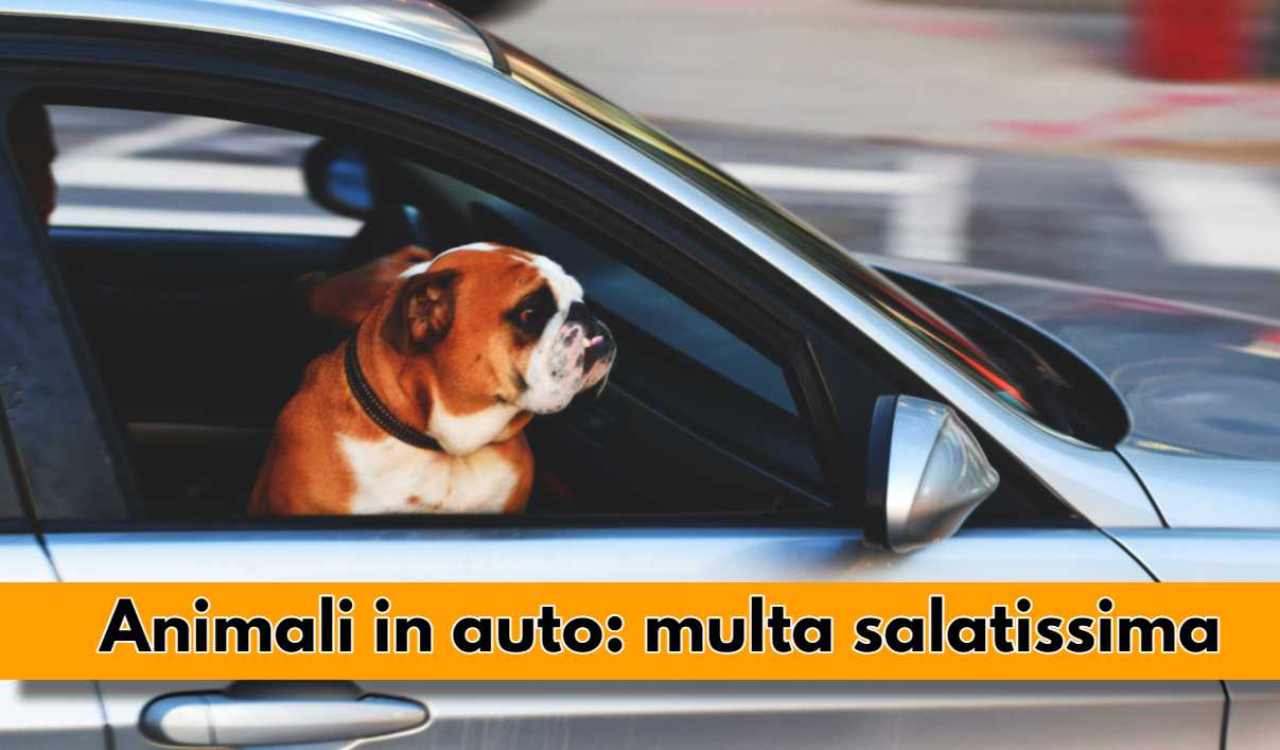 Animali in auto: multa