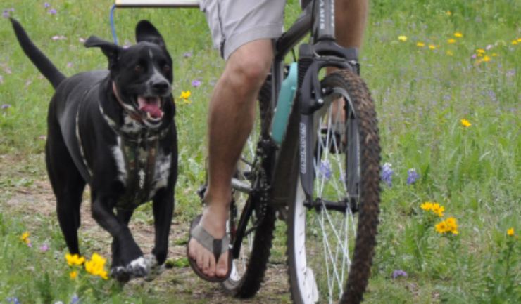 bicicletta e cani al guinzaglio