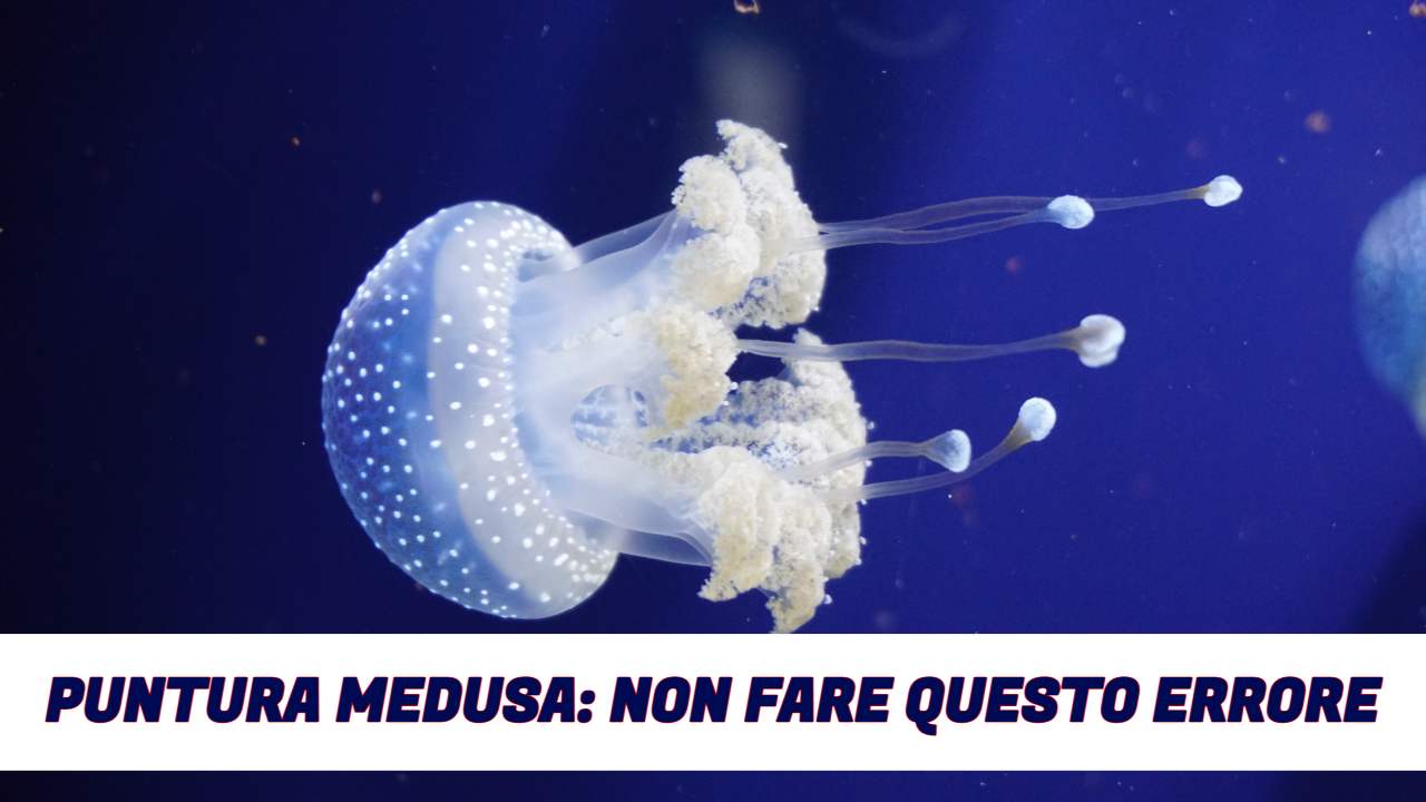 Puntura di medusa