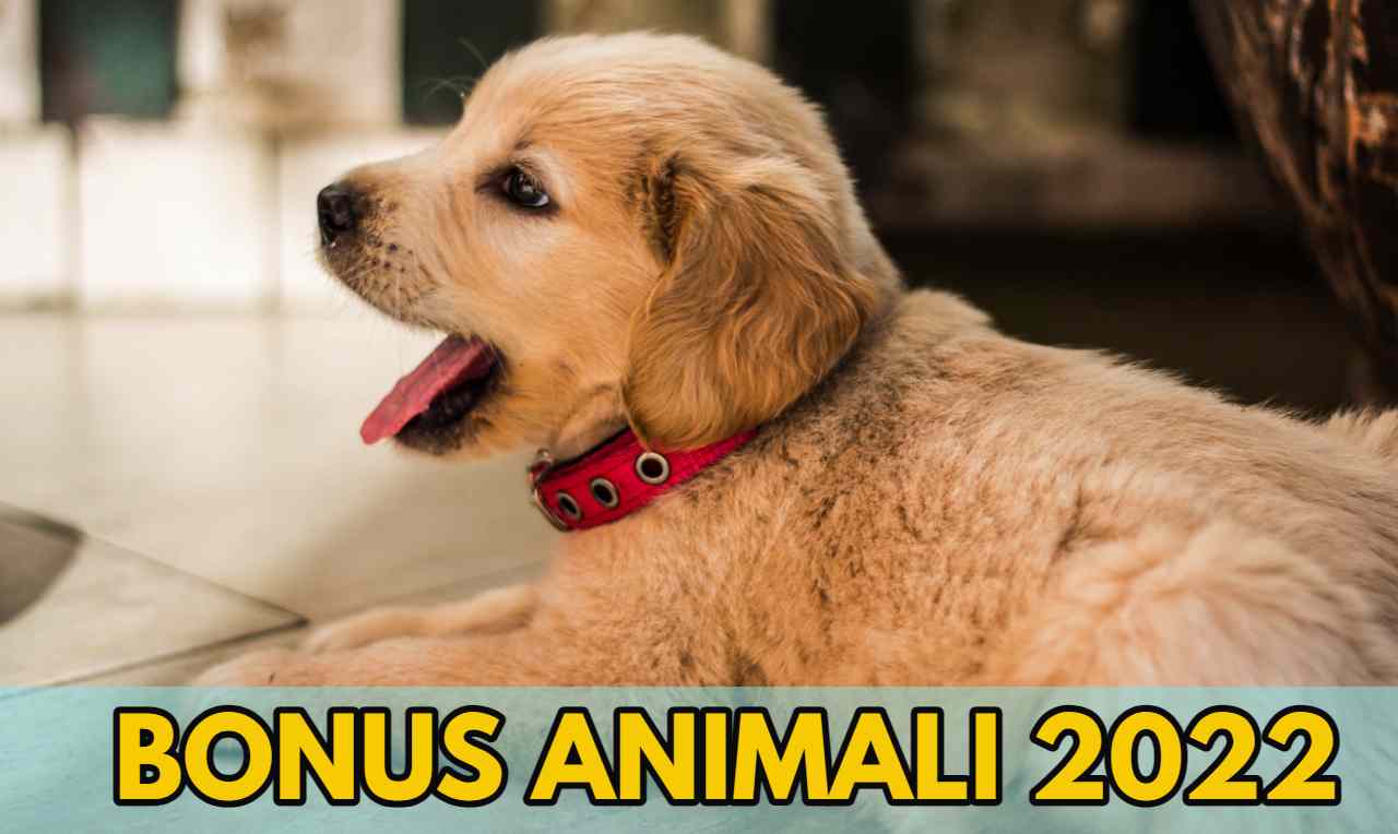 bonus animali 2022
