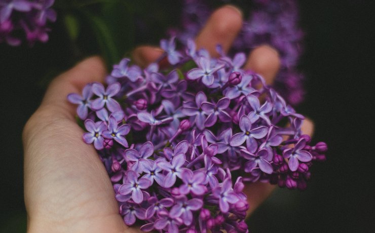 lavanda per la pelle impura e grassa ck12.it 20220920