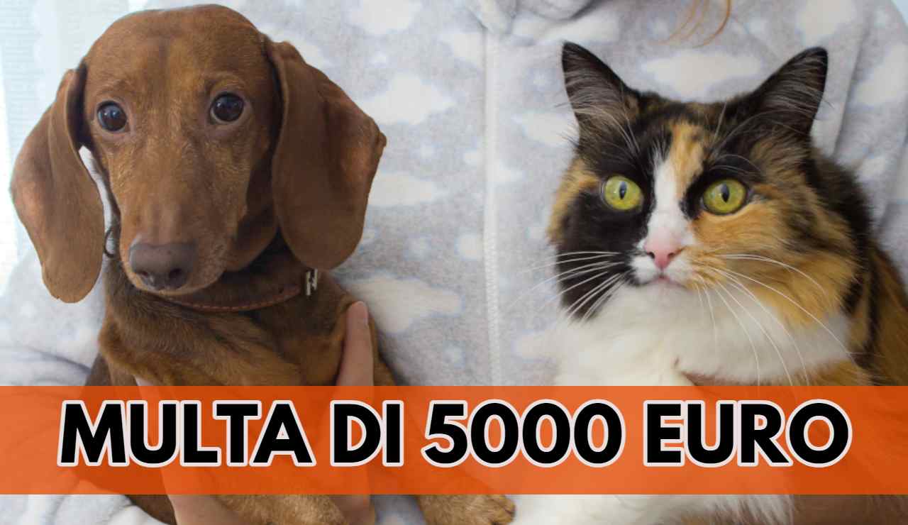 cani e gatti annunci online ck12.it 20221019