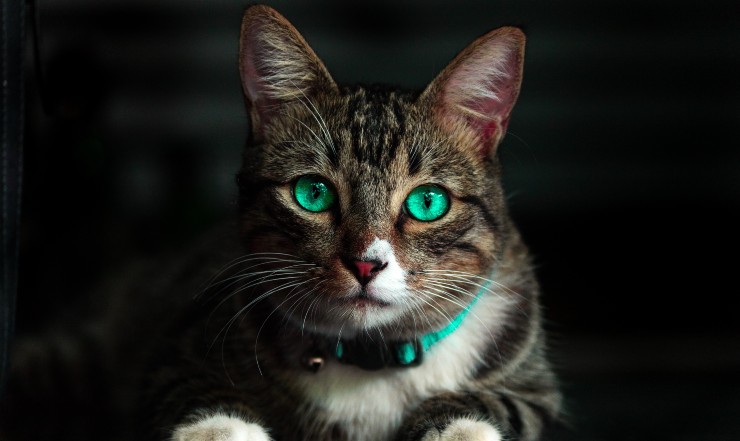 test del gatto ck12.it 20221011