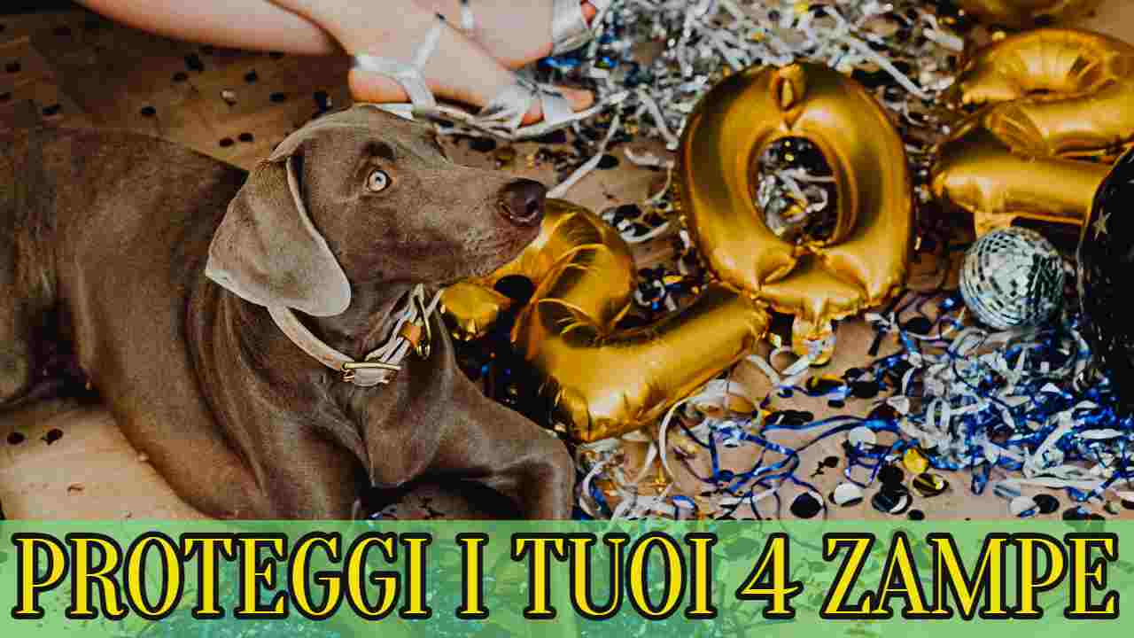 Capodanno, animali ck12.it