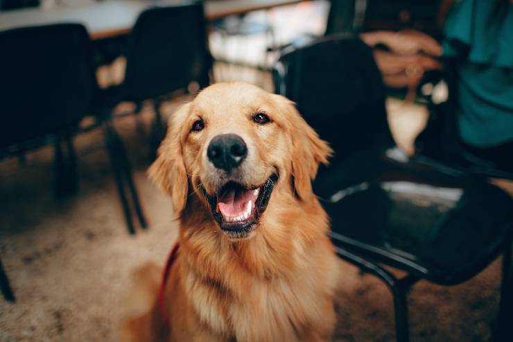 Lasciato per il nome del suo cane