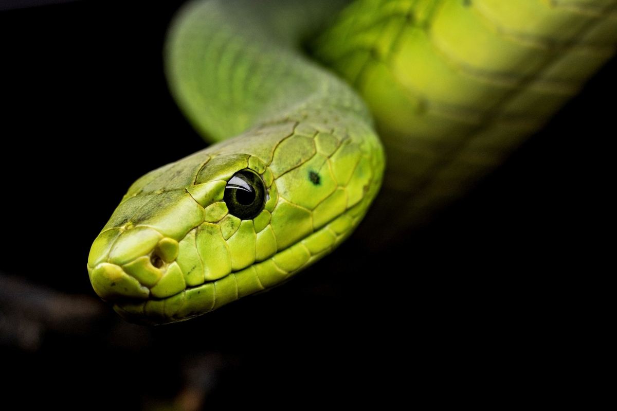Serpenti: scoperta incredibile