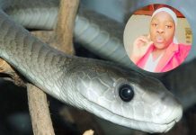 Black mamba e la sua vittima