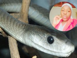 Black mamba e la sua vittima