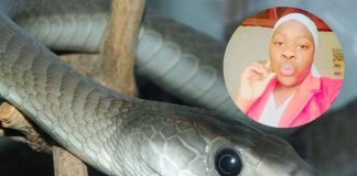 Black mamba e la sua vittima