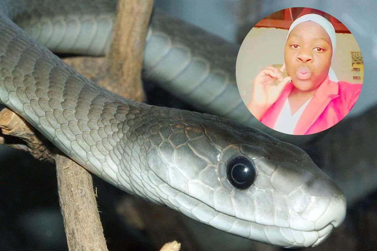 Black mamba e la sua vittima