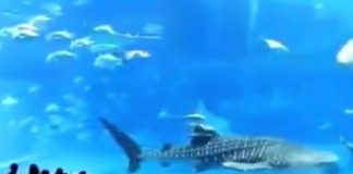 Tonno si uccide in un acquario