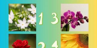 Scopri che personalità hai con il test del fiore