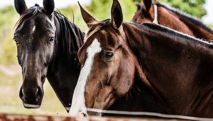 cavallo risposta carattere