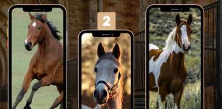 cavallo risposta carattere