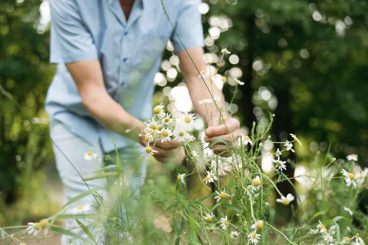 fiore perfetto maggio