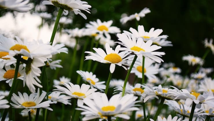 fiore perfetto maggio