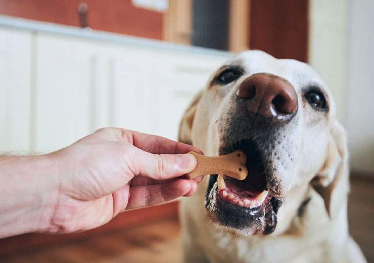 cane assaggia un biscotto
