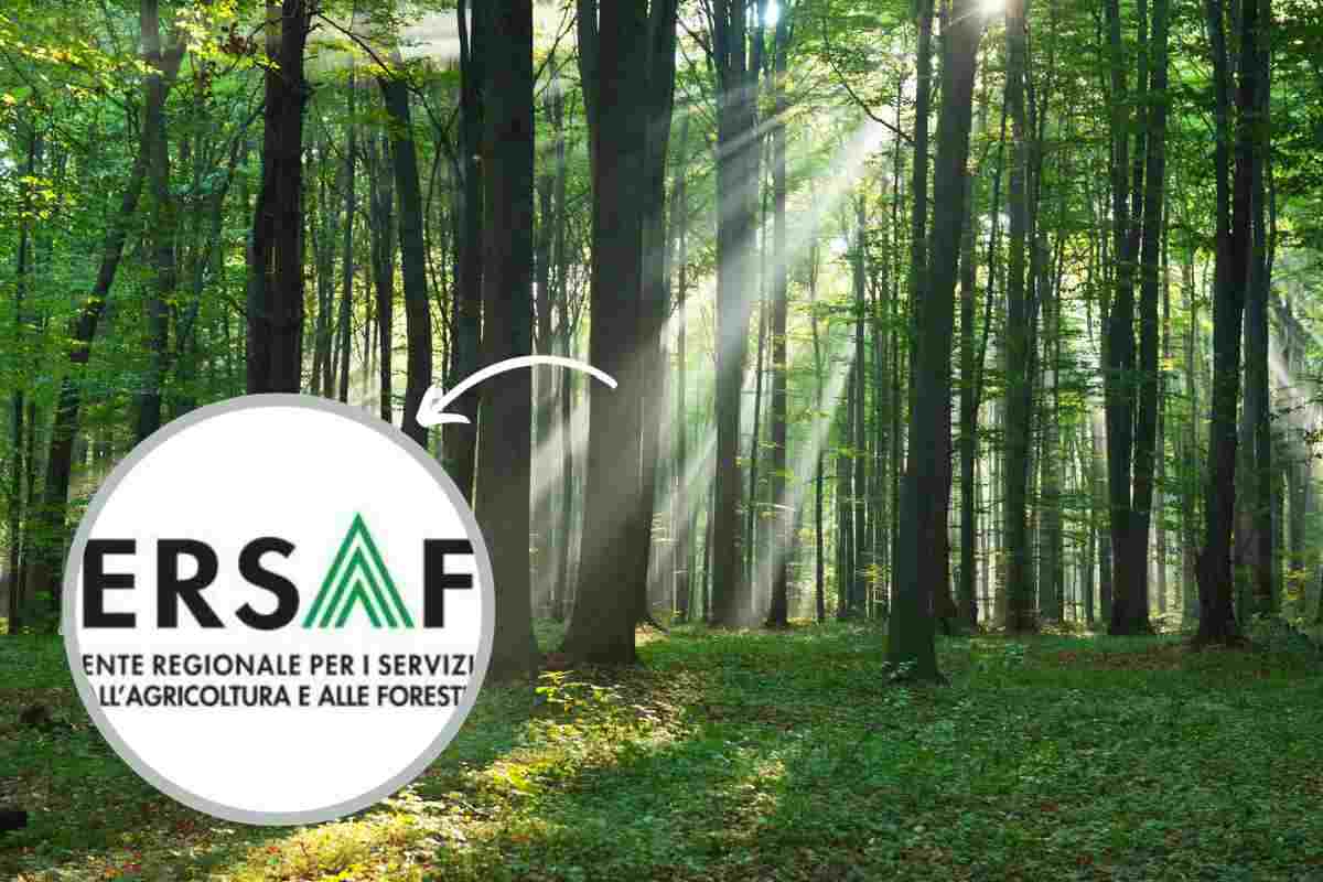 ersaf lavoro nel demanio forestale