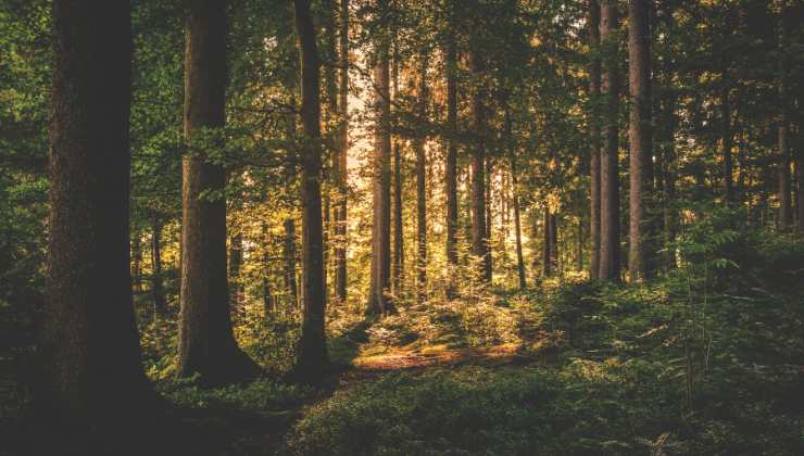 Bando ERSAF gestione demanio forestale