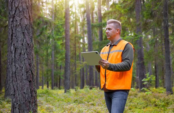 lavoro nella foresta