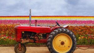 L'estrazione mineraria dai fiori: i "iperaccumulatori" metallici che potrebbero sostituire le ruspe nelle miniere di nichel.