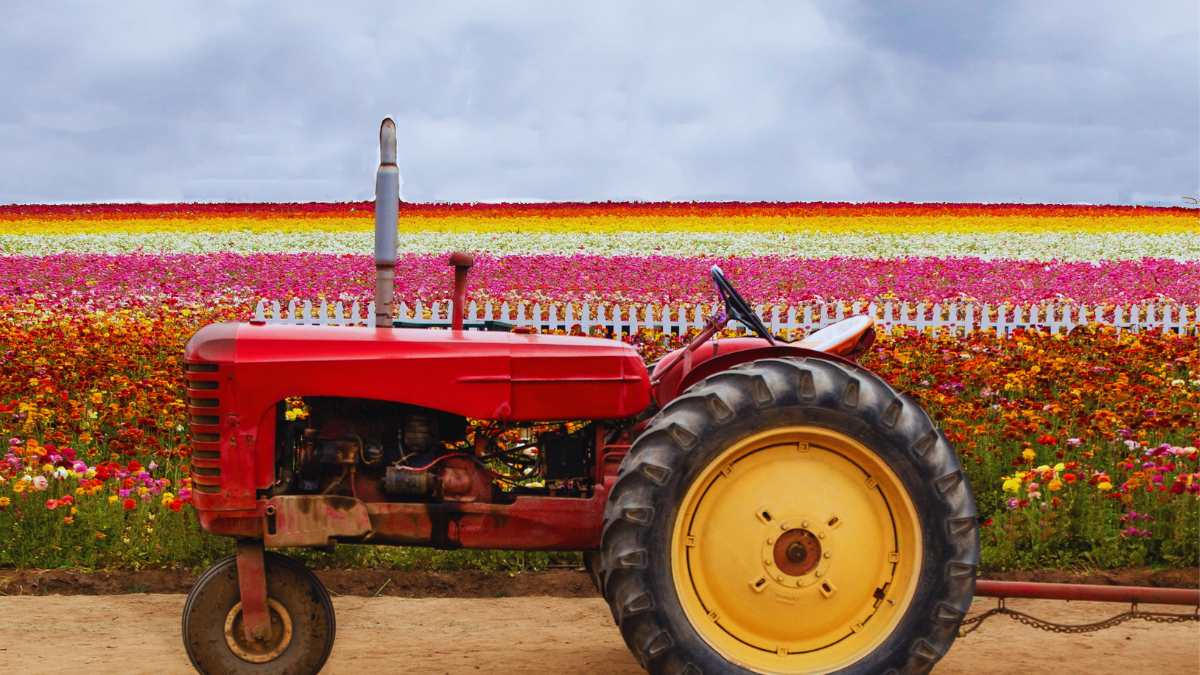 L'estrazione mineraria dai fiori: i "iperaccumulatori" metallici che potrebbero sostituire le ruspe nelle miniere di nichel.